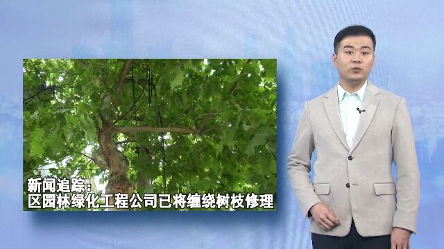 “行道树和电线缠绕隐患大”事件追踪:区园林绿化工程公司已将缠绕树枝修理