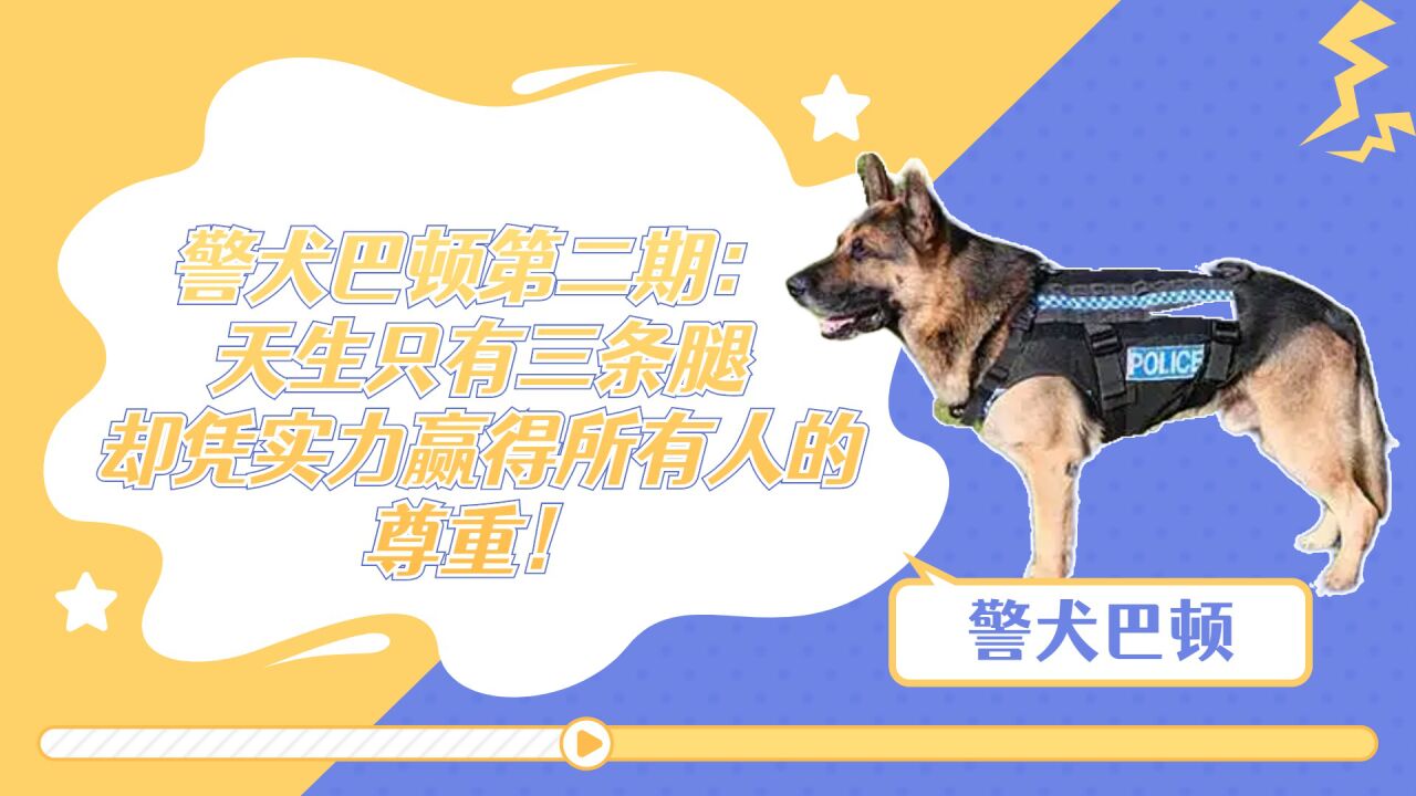 警犬巴顿第二期:天生只有三条腿,却凭实力赢得所有人的尊重!
