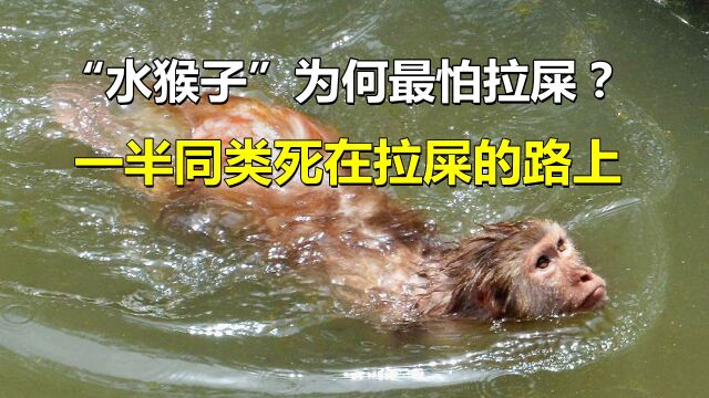 传闻中的水猴子现身为何最怕拉屎一半同类死在拉屎的路上