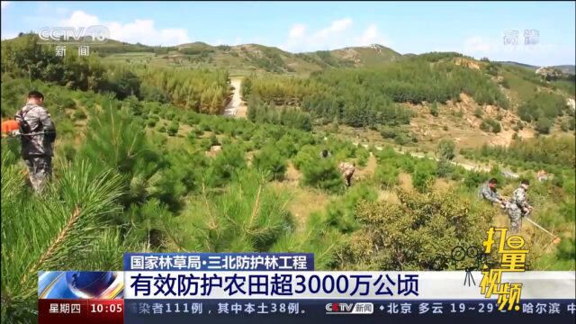 国家林草局:三北防护林工程有效防护农田超3000万公顷