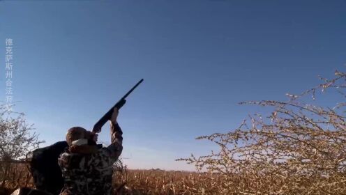 纪录片：肉食猎者：狩猎山鹤