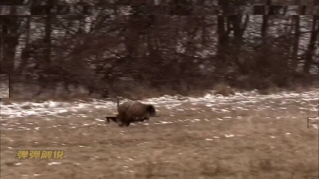 分享一段狩猎野猪精彩瞬间合集#全程高能