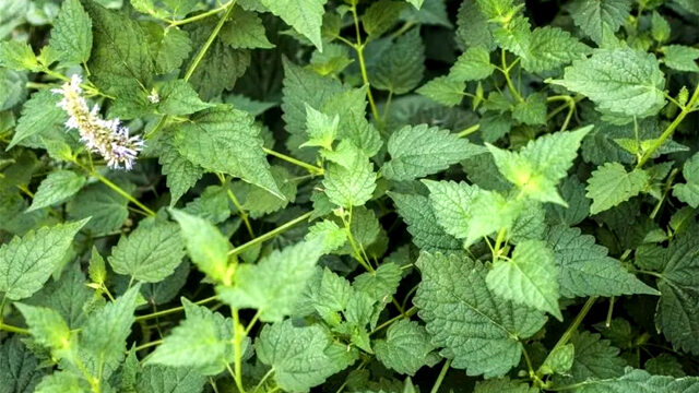 藿香是一种常见的野菜好多人都喜欢吃有啥好处呢