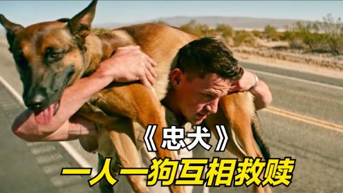 2022年最温情的电影《忠犬》，一人一狗互相救赎