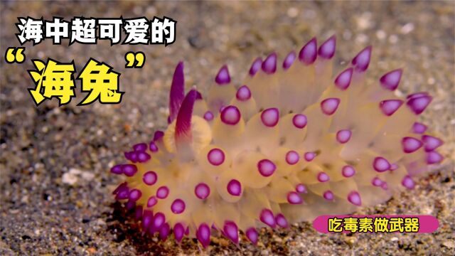 海兔海里超可爱的海洋生物!像兔子的它还能把武器放在背上.