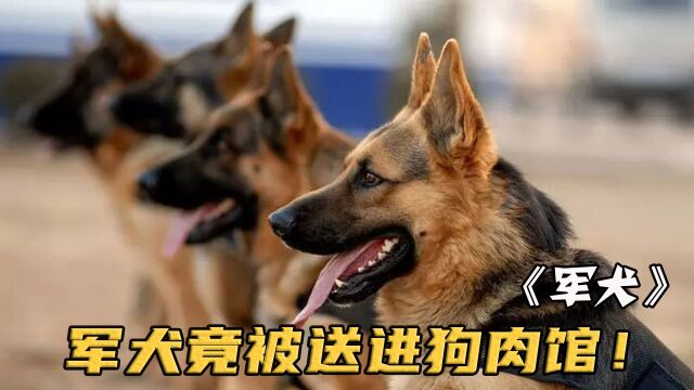 军犬被混混偷到狗肉馆,整个部队全城搜索,赶来时它已奄奄一息!