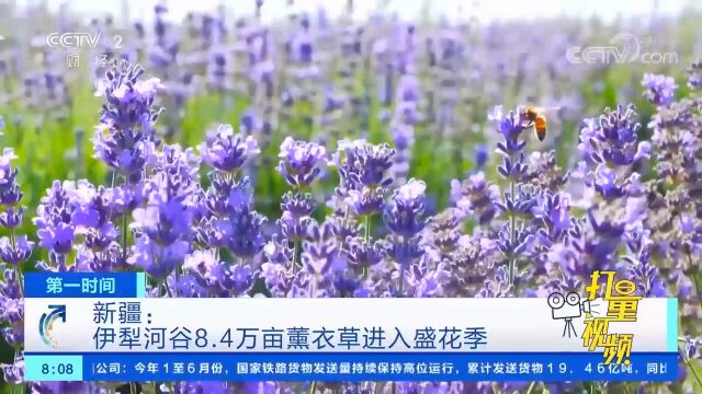 新疆:伊犁河谷8.4万亩薰衣草进入盛花季