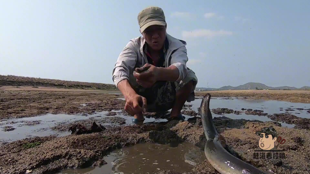 大潮后阿明到烂泥地赶海,意外发现躲在淤泥中的大猛货,太刺激了