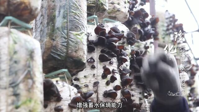 河北省节水工作纪实丨隆化县:多措并举推进农业节水