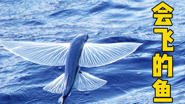 会飞的鱼真实存在,翅膀一张能飞400米,可惜还是逃不过捕猎者