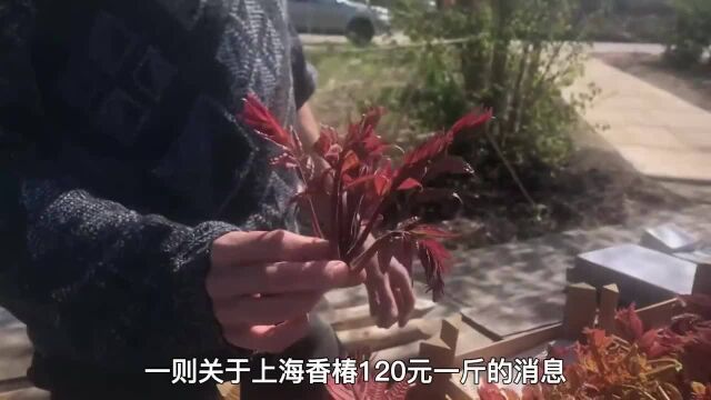 餐桌上的“黄金菜”,香椿150元一斤,为何农村却很少人种来卖?