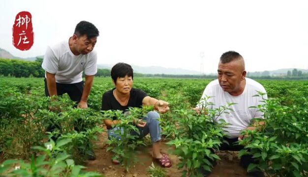 流转土地规模发展 特色种植助农增收