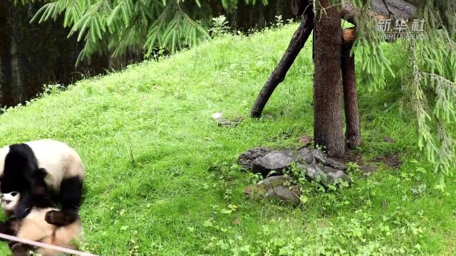 大熊猫“航宝”的暑期安逸生活