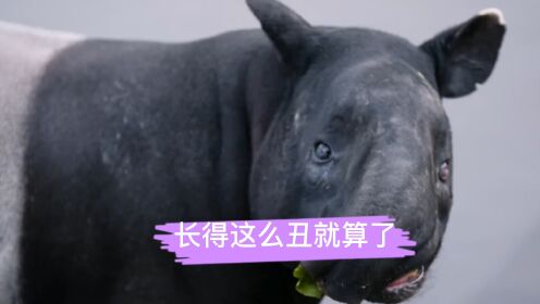 貘是什么？五不像？还是神兽？_高清1080P在线观看平台_腾讯视频