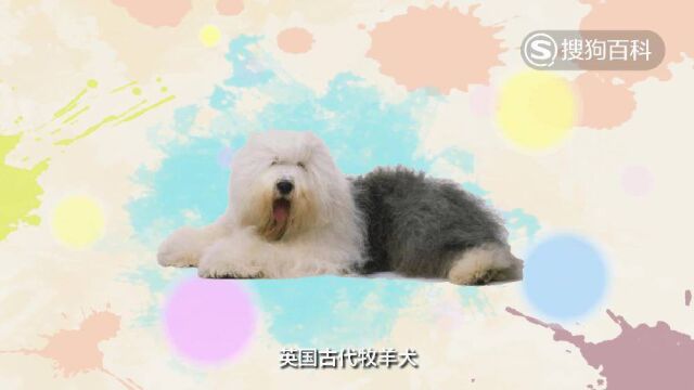 立懂百科带你了解古牧犬