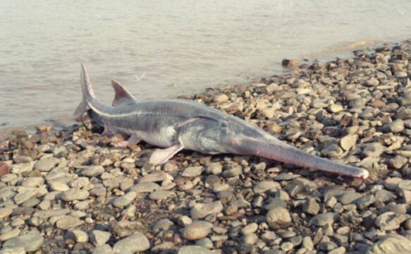 IUCN更新全球濒危物种红色目录:白鲟灭绝,长江鲟野外灭绝