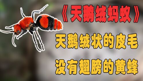 纪录片：疼痛之王，没翅膀的黄蜂，有着什么样的杀伤力