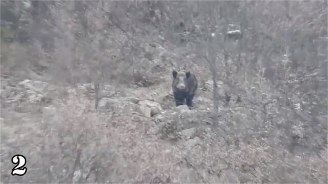 镜头下那些好奇的野猪