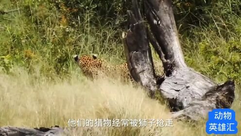 花豹单挑3只猎豹，猎豹脊椎被咬断，镜头记录全过程