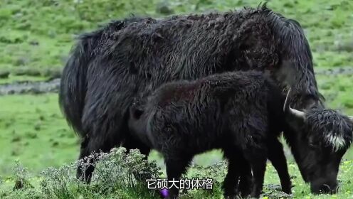 野牦牛：高山上的深沉巨兽，在青藏高原永远不要惹它们_高清