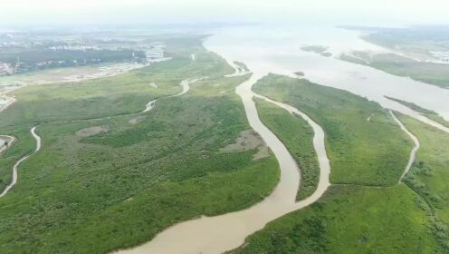 （电视通稿·国内·生态）守护“海上长城”　探秘国内最大的红树林自然保护区