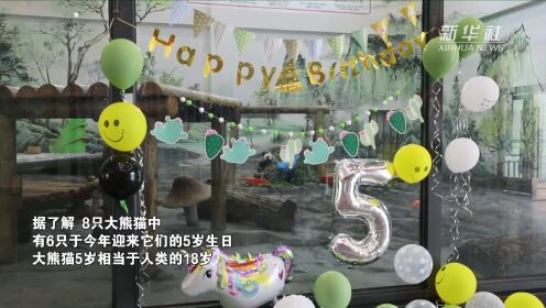 凤凰中华大熊猫苑：六只大熊猫迎来“成年礼”