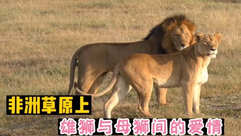 动物们繁殖的季节，一头雄狮紧紧跟着母师，结果雄狮后悔莫及