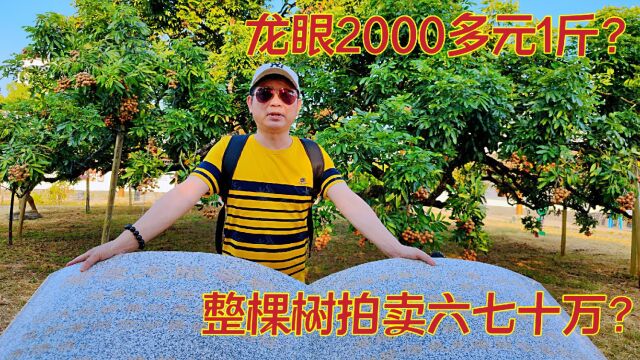 龙眼2000多元1斤?整棵树六七十万元?高州分界啥龙眼这么值钱?