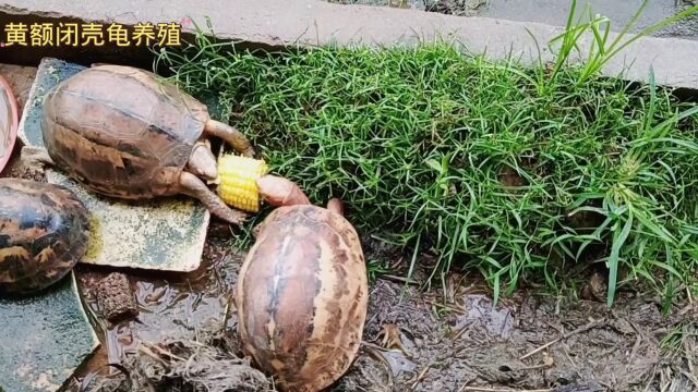 黄额龟雨后的美食