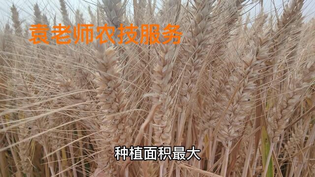 这个小麦品种,最高亩产828公斤,黄淮海七个省都能种植