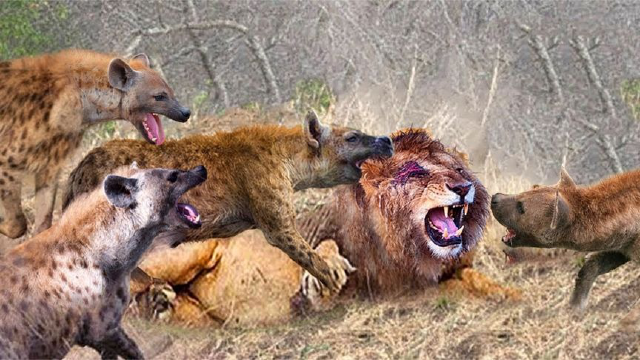 狮子骄傲地偷走了鬣狗的猎物,然后不断遭受它们的残酷折磨!