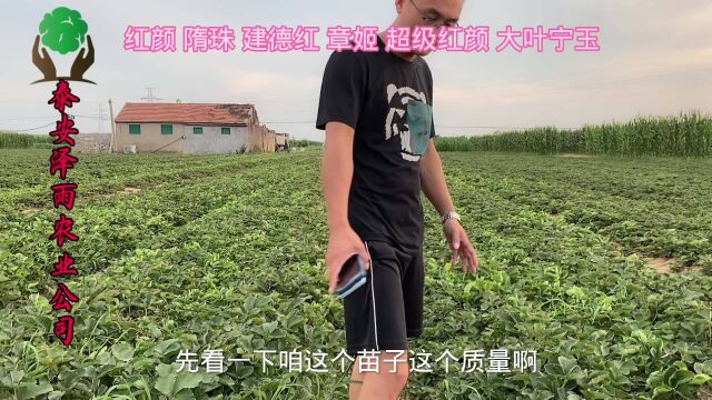 法兰帝草莓苗哪里卖的便宜 植株健壮法兰地与甜查理草莓苗