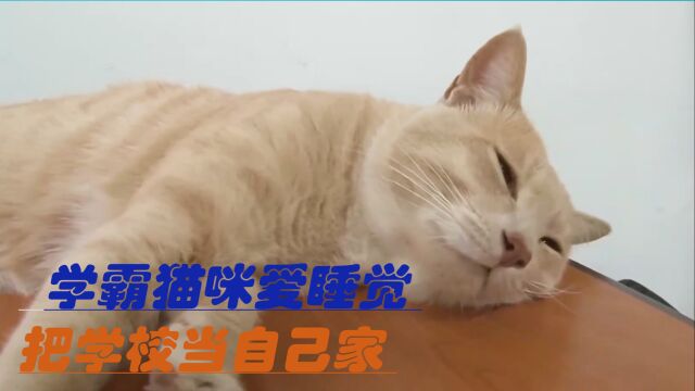 校园里的学霸猫咪