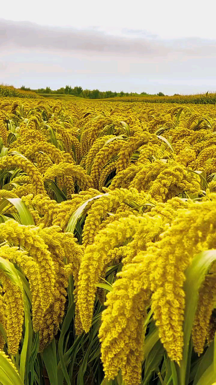 春种一粒粟,秋收万颗子,果实满满