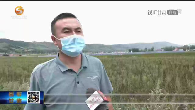 秋日迎丰收 田间采摘忙