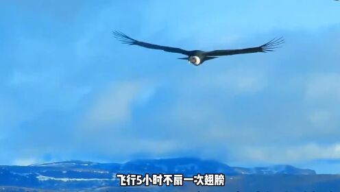 天空中的“永动机”，飞行5小时不扇一次翅膀，安第斯神鹰的传奇