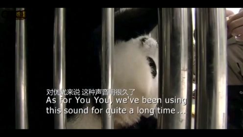 熊猫总动员：饲养员和熊猫之间也要培养信任，优优一边B超一边吃