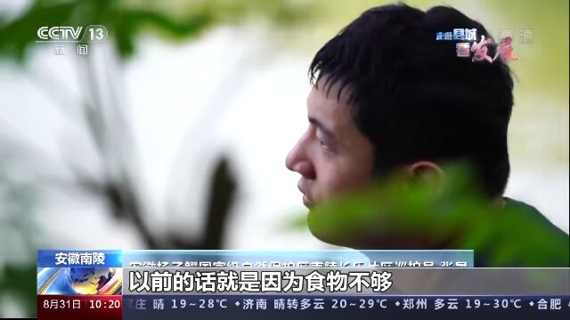 小城故事:给扬子鳄一个温暖的家