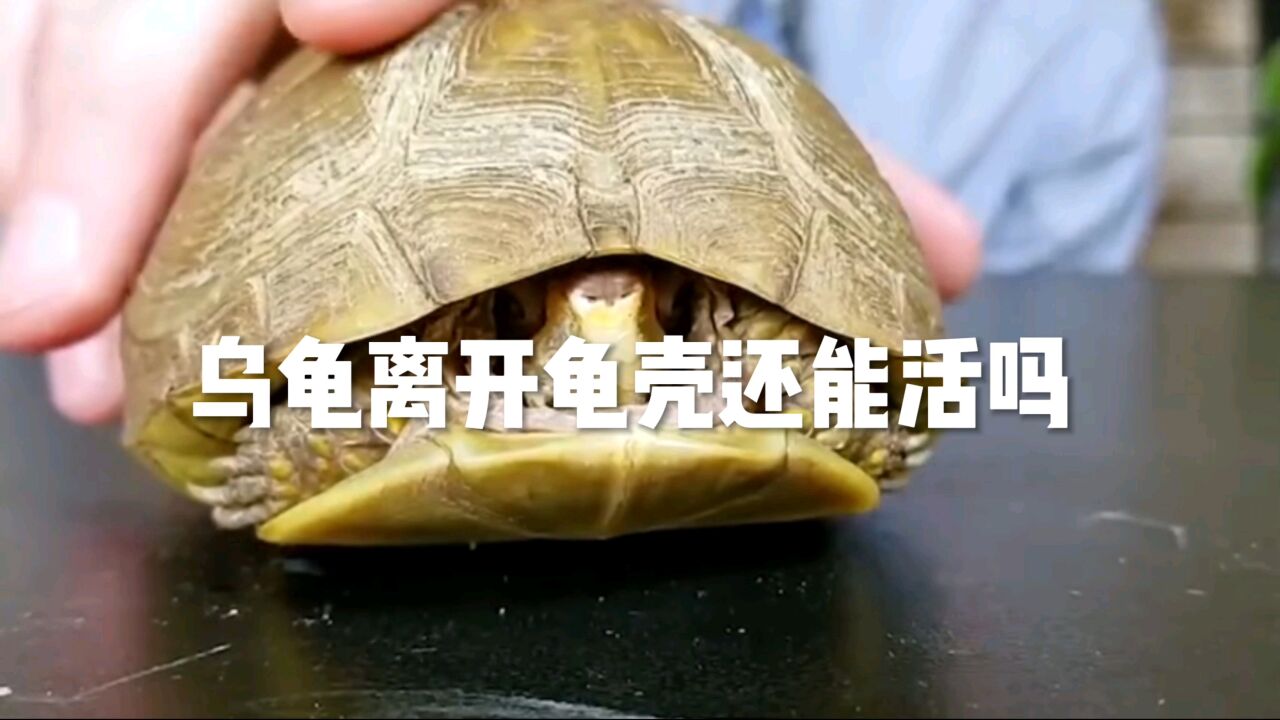 乌龟离开龟壳还能活吗_腾讯视频
