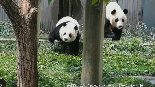 大熊猫一家被地震吓到飞奔 熊猫妈妈带崽逃往开阔处