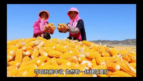 全力以赴夺取秋粮丰收,如何让农民迎来真正的丰收节_高清1080P在线观看平台_腾讯视频