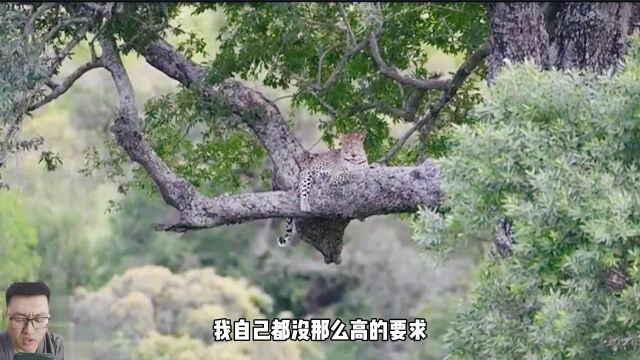 疣猪一家还是很小心,豹子捕了个空!#金钱豹头像 #搞笑配音