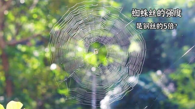 有着“生物之钢”美称的蜘蛛丝,到底有什么神奇的地方?