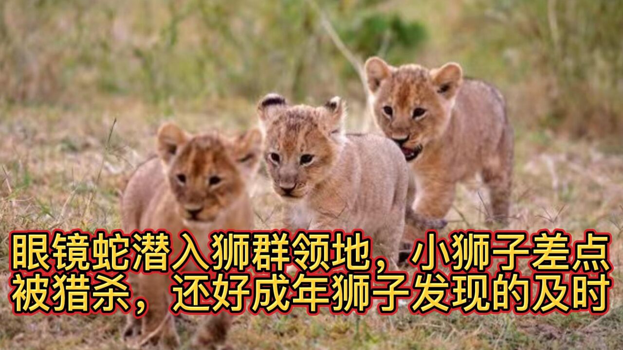 眼镜蛇潜入狮群领地,小狮子差点被猎杀,还好成年狮子发现的及时_高清1080P在线观看平台_腾讯视频