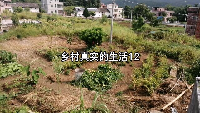 乡村真实的生活12 #记录真实生活 #我的家乡 #记录我的农场生活