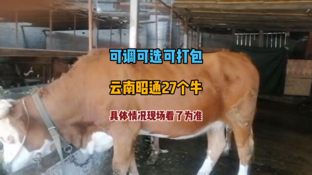 云南昭通昭阳区大小27个牛