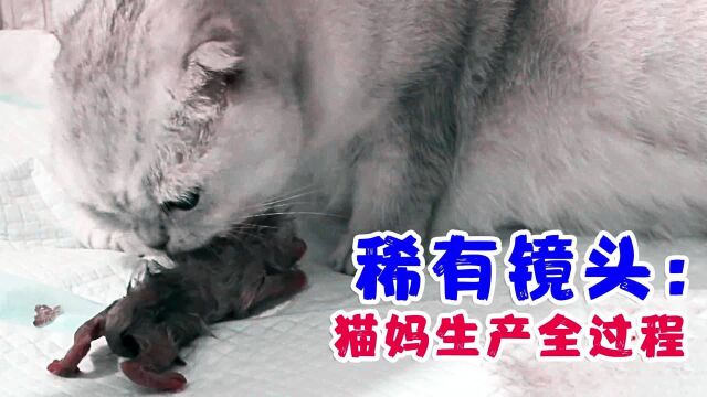 猫妈生产小猫全过程,让人感觉十分神奇,网友大呼:太伟大了!