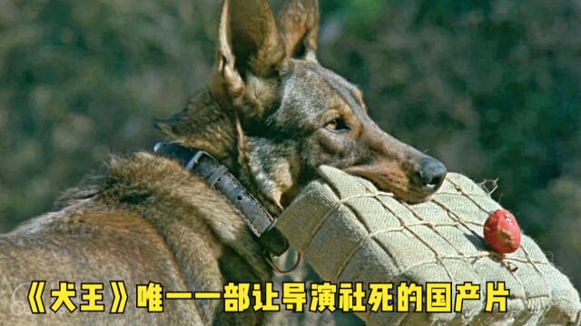 犬王:军犬为报国仇家恨,单挑一队日军,让他们成为太监闻犬色变