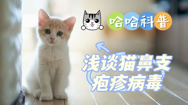 浅谈猫鼻支