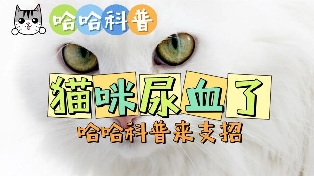 猫咪尿血了怎么办